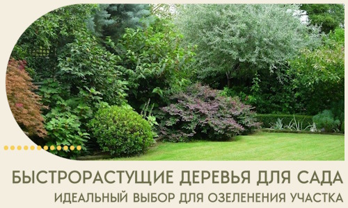 Быстрорастущие деревья для сада идеальный выбор в Долгопрудном