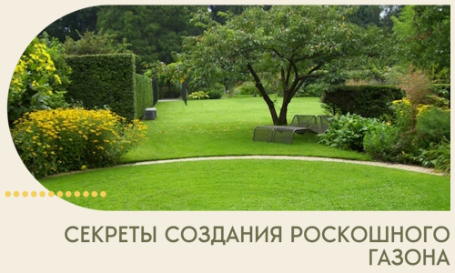 Секреты создания роскошного газона в Долгопрудном